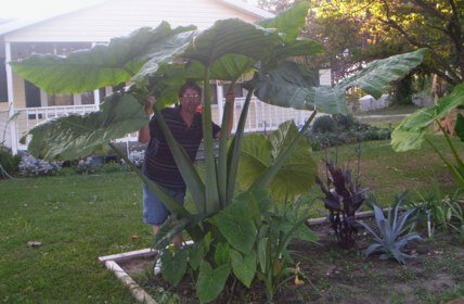 elephant ear was grown by James Wilkes in Georgia elephant ear was grown by James Wilkes in Georgia